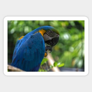 macaw parrot Sticker